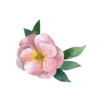 Aquarell Rosa Blume Potentilla mit Grün vektor
