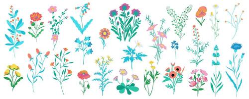 Feld Blumen Mega einstellen im Karikatur Grafik Design. bündeln Elemente von Kamille, Kornblume, Mohn, Glockenblume, Gänseblümchen und andere Wildblumen und blühen Kräuter. Vektor Illustration isoliert Objekte