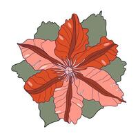 Klematis Blume Kopf Vektor Illustration