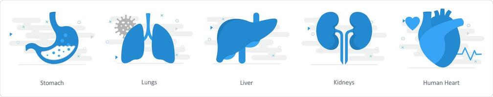 en uppsättning av 5 blanda ikoner som mage, lungor, lever vektor