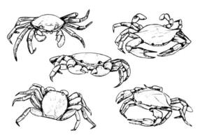 samling av krabbor isolerat i vit. hand dragen vektor illustration. realistisk svart bläck skisser av hav vild djur. uppsättning av årgång grafisk design element för affisch, skriva ut, vykort, klistermärken.