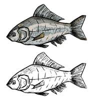 realistisk skiss teckning av ruda fisk. hand dragen vektor illustration i årgång stil. uppsättning av kontur och Färg element isolerat på vit för fiske design, dekor, skriva ut, klistermärke, affisch, t skjorta