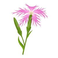 vektor illustration, dianthus superbuss eller fransad rosa, isolerat på vit bakgrund.