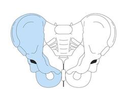 bäcken ben anatomi 2d linjär tecknad serie objekt. bäcken- gördel isolerat linje vektor element vit bakgrund. medicinsk kirurgi anatomisk. strukturera skelett mänsklig kropp del Färg platt fläck illustration