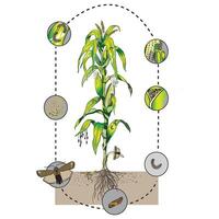 fallen Heerwürmer im Mais wissenschaftlich Illustration Leben Kreis vektor