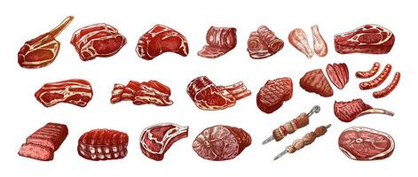 uppsättning av ritad för hand färgad skisser av annorlunda typer av kött, biffar, kyckling, kebab, bacon, fläskkarré, fläsk, nötkött, skinka, utegrill. årgång illustration. vektor