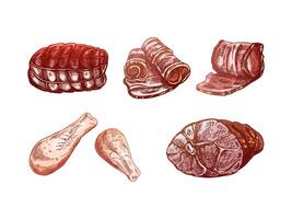 einstellen von handgemalt farbig Skizzen von Fleisch Stücke, Rindfleisch Steak, Schinken, Schweinefleisch, Hähnchen. frisch roh Fleisch Produkte. zum Design von Speisekarte, Metzger Geschäft. Jahrgang graviert. vektor