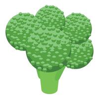 broccoli eco produkt ikon isometrisk vektor. hälsa protein vektor