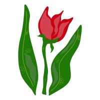 ein rot Tulpe mit Grün Blätter auf ein Weiß Hintergrund vektor
