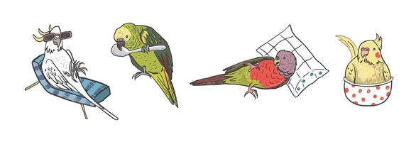 Papageien Vögel Haustiere Vektor Abbildungen Satz.