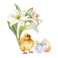 Ostern Eier, Hähnchen und Weiß Blumen Aquarell Illustration isoliert auf Weiß Hintergrund. Eier mit bunt Bänder und Lilien Hand gezeichnet. gemalt Vogel. Komposition zum Design Ostern Dekoration. vektor