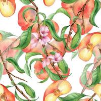 Aquarell Ast von Pfirsich Baum mit Obst und Blumen nahtlos Muster isoliert auf Weiß. Feige Pfirsiche und Blätter gemalt. chines Pfirsiche Hand gezeichnet. Design Element zum Paket, Haut Pflege Kosmetik. vektor