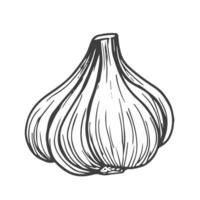 Knoblauch Gliederung Vektor Illustration. Bauernhof Markt Produkt, isoliert Gemüse, Gekritzel Knoblauch skizzieren.