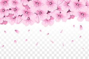 körsbär blomma illustration isolerat vektor