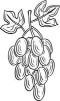 vindruvor frukt hand dragen graverat skiss teckning vektor