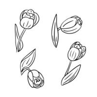 svart översikt hand dragen klotter uppsättning av tulpaner. oärlig svart kontur blommande växt på vit bakgrund. idealisk för färg sidor, tatuering, mönster vektor