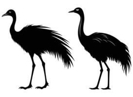 Emu schwarz Silhouette Vektor, Weiß Hintergrund. vektor