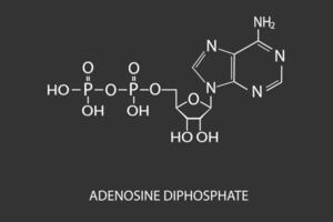 adenosin difosfat molekyl skelett- kemisk formel vektor