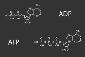 adp eller atp molekyl skelett- kemisk formel vektor