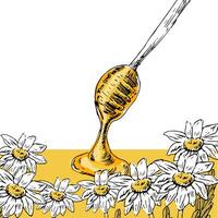 Honig und Blumen Hand gezeichnet skizzieren im Farbe vektor