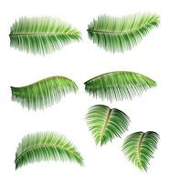 Grün Blätter von tropisch Palme Baum Vektor Illustration isoliert auf Weiß Hintergrund