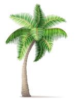 tropisch Palme Baum mit Grün Laub Vektor Illustration isoliert auf Weiß Hintergrund