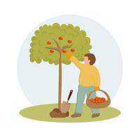 Gartenarbeit, ein Mann sammelt Früchte von ein Baum. Frühling Illustration, Vektor