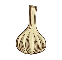 Hand gezeichnet Knoblauch Farbe Vektor Illustration