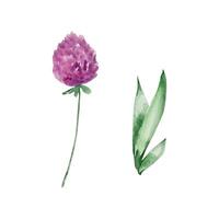 Aquarell Wildblumen, zart botanisch Illustration vektor