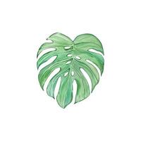 Aquarell tropisch Monstera Blatt vektor