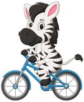 süß Zebra Reiten Fahrrad Karikatur Vektor Symbol Illustration. Tier Sport Symbol Konzept isoliert Prämie Vektor