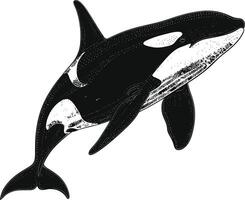 ai generiert Silhouette das Orca oder Mörder Wal schwarz Farbe nur vektor