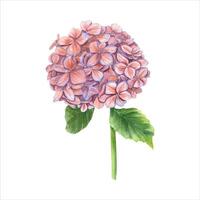 årgång hortensia gren. rosa blomma med löv. blomning trädgård hortensia. vattenfärg illustration vektor