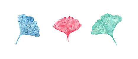 Blatt Abdrücke im Blau, Türkis, Rosa Farben. Ginkgo, biloba Blätter. Ginkgo, Palme, trocken abstrakt Blätter. tropisch exotisch Pflanze. Aquarell Illustration von bunt Blatt Silhouetten vektor