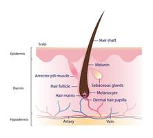 Diagramm von Haar Struktur Anatomie Vektor Illustration isoliert auf Weiß Hintergrund. Kreuz Sektion von Mensch Haar mit Kopfhaut Schicht. Haar Welle, arrektor Pili Muskel, Follikel, Haar Matrix und Papille.