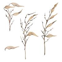 hand dragen vattenfärg illustration botanisk. höst beige lunaria buske träd växt löv. enda objekt isolerat vit bakgrund. design bröllop brevpapper kort, scrapbooking, ikebana, blomma affär vektor