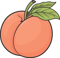 vektor teckning av persika utan bakgrund