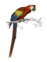 Macaw (Ara canga) von Charles Dessalines D &#39;Orbigny (1806-1876) dargestellt. Digital verbessert aus unserer 1892er Ausgabe von Dictionnaire Universel D&#39;histoire Naturelle. vektor