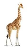 Giraffe (Giraffa camelopardalis), illustriert von Charles Dessalines D &#39;Orbigny (1806-1876). Digital verbessert aus unserer 1892er Ausgabe von Dictionnaire Universel D&#39;histoire Naturelle. vektor