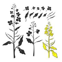 raps uppsättning, senap. vektor växt med blad, knopp, utsäde, blomma. rapsfrö olja. friska vegan organisk mat. hand dragen skiss, konst form. botanisk illustration isolerat på vit bakgrund.