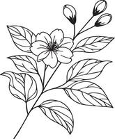 minimalistisk översikt jasmin blomma tatuering, svart och vit jasmin blomma teckning, teckning botanisk jasmin blomma, vetenskaplig jasmin botanisk illustration, stjärna jasmin blomma botanisk linje konst vektor