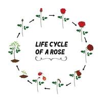 Rose Leben Zyklus eben Vektor isoliert auf Weiß Hintergrund.