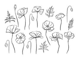 hand dragen bläck stil vallmo blommor, löv och knoppar uppsättning. enkel svartvit blommig illustration vektor