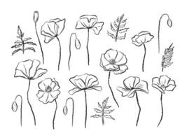 Hand gezeichnet Tinte Stil Mohn Blumen, Blätter und Knospen Satz. einfach einfarbig Blumen- Illustration vektor