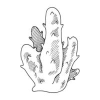 korall vektor linje konst. översikt av hav rev. hand dragen grafisk ClipArt av under vattnet hav växt. linjär teckning på isolerat bakgrund. svart kontur skiss. årgång tropisk natur