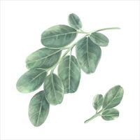 grön löv uppsättning vektor illustration. hand dragen grafisk klämma konst på vit isolerat bakgrund. vattenfärg teckning av moringa blad. målning av oleifera ört. skiss av tropisk växt