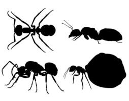 uppsättning samlingar myror koloni silhuett ikon design vektor illustration