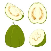 Guave, Vektor Illustration von tropisch Grün Früchte, ganze und im Teile. das Fleisch ist Weiss, das Haut ist grün. ein Clip Art hervorgehoben auf ein Weiß Hintergrund.
