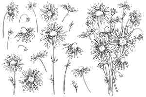 Kamille Blumen Satz. Vektor linear Illustration isoliert auf Weiß Hintergrund. Linie Kunst, Gravur Stil. medizinisch Anlage, Zutat im Kräuter- Tee und natürlich Kosmetika.