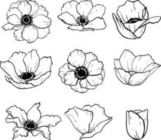 vektor anemoner blommor illustration uppsättning. äng vild blomma vallmo blomma linje svart och vit linje teckning samling för vår mönster
